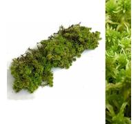 Carbeth Plants Fresh Sphagnum Moss- Live Moss 500G/1Kg - Natural Sphagnum Moss Ideal For Terrariums, Live Plant Displays And Wreaths (1Kg)