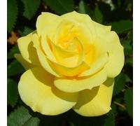 Carbeth Plants Friesia Rose - Yellow Floribunda Rose Bush In 3 Litre Pot - Pollinator Friendly