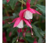 Carbeth Plants Fuchsia Hardy Alice Hoffman Plant 1 X 9Cm Pot - Easy Grow Outdoor Shrubs - Ideal For Hanging Baskets, Patio Pots, Beds & Borders