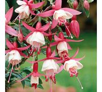 Carbeth Plants Fuchsia Hardy Alice Hoffman Plant 2 X 9Cm Pot - Easy Grow Outdoor Shrubs - Ideal For Hanging Baskets, Patio Pots, Beds & Borders