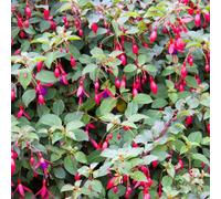 Carbeth Plants Fuchsia Hardy Riccartonii Plant 2 X 9Cm Pot - Easy To Grow Outdoor Shrubs - Ideal For Hanging Baskets, Patio Pots, Beds & Borders