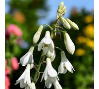 Carbeth Plants Galtonia Candicans 3 X Summer Hyacinth Bulbs - Bright Seasonal Plants For Borders & Pots