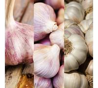 Carbeth Plants Garlic Bulb Mix - 3 Bulbs Or 30 Cloves - Marco, Dario & Germidour Ready To Plant