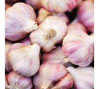 Carbeth Plants Garlic Bulbs Germidour Pink X 4 - Easy To Grow Hardy Bulbs Ready To Plant