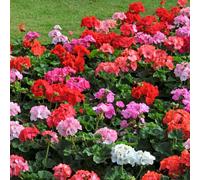 Carbeth Plants Geranium Mixed Bedding Plants 6 Pack - Garden Ready Summer Pelargoniums Flowering Shrubs For Borders, Containers & Patio Pots