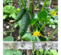 Carbeth Plants Gherkin Female Vegetable Plant - 9Cm Pot - Easy Grow Kitchen Garden