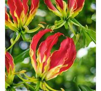 Carbeth Plants Gloriosa Rothschildiana Flame Lily Summer Bulbs - Bright Seasonal Plants For Borders & Pots