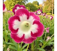 Carbeth Plants Gloxinia Blanche De Meru 6 X Summer Bulbs - Bright Seasonal Plants For Borders & Pots