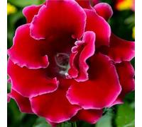 Carbeth Plants Gloxinia Etoile De Feu 9 X Summer Bulbs - Bright Seasonal Plants For Borders & Pots