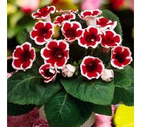 Carbeth Plants Gloxinia Kaiser Friedrich Summer Bulbs - Bright Seasonal Plants For Borders & Pots