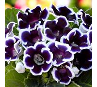 Carbeth Plants Gloxinia Kaiser Wilhelm 6 X Summer Bulbs - Bright Seasonal Plants For Borders & Pots