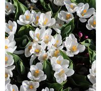 Carbeth Plants Gloxinia Mont Blanc 9 X Summer Bulbs - Bright Seasonal Plants For Borders & Pots