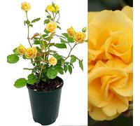 Carbeth Plants Golden Climbing Rose In 3L Pot - Add Colour To Your Garden
