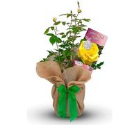 Carbeth Plants Good Luck Rose Bush - Gift Wrapped Rose Bush In A 3L Pot