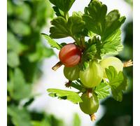 Carbeth Plants Gooseberry Fruit Bush Mix 6 X 9Cm Pots - Ribes Uva Crispa Hinnonmäki - Green & Red Gooseberry Plants