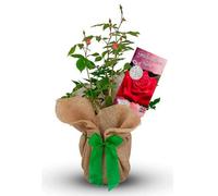 Carbeth Plants Graduation Rose Bush - Gift Wrapped Rose Bush In A 3L Pot