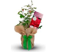 Carbeth Plants Grandfathers Day Rose Plant - Gardening Gifts For Men - Fantastic Wrapped Rose Gift for Fathers Day - Beautiful Dad Gardening Gifts