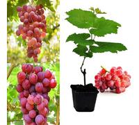 Carbeth Plants Grape Plant 'suffolk Red' Vitis Plants In A 9Cm Pot - Grape Vine For Planting In The Garden In The Uk