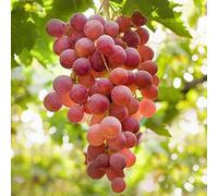 Carbeth Plants Grape Plants X 3 'suffolk Red' - Grape Plant In 9Cm Pot - High Yielding Grape Vines