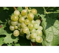 Carbeth Plants Grape Vitis Plant 'müller-Thurgau' - High Yielding Vitis Grape - Uk Climates