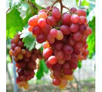 Carbeth Plants Grape Vitis Plant 'queen Of Esther'- High Yielding Vitis Grape - Uk Climates