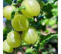 Carbeth Plants Green Gooseberry Fruit Bush In 9Cm Pot - Ribes Uva Crispa Hinnonmäki - Hardy Gooseberry Plants
