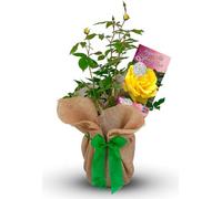 Carbeth Plants Happy 18Th Birthday Rose Bush Gift Wrapped - Plant Gift Perfect For Gardeners