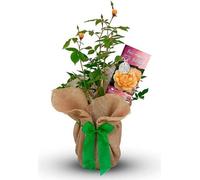 Carbeth Plants Happy 70Th Birthday Rose Bush Gift Wrapped- Plant Gift Perfect For Gardeners