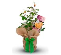 Carbeth Plants Happy 70th Birthday Rose Gift Wrapped in 3L Pot - Fragrant Rose Bush with Apricot Blooms - Special 70th Birthday Gift for Grandparents, Parents & Friends