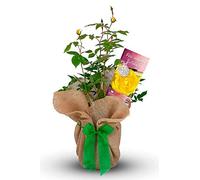 Carbeth Plants Happy Birthday Rose Bush Gift Wrapped - Yellow Hybrid Tea