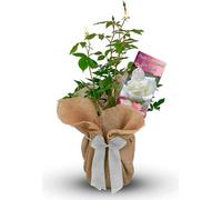 Carbeth Plants Happy Engagement Rose Bush Gift Wrapped - Plant Gift