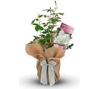 Carbeth Plants 'Happy Engagement' Rose Gift Wrapped in 3L Pot