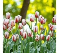 Carbeth Plants Happy Generation 60 X Tulip Bulbs - Spring Flowering Perennials