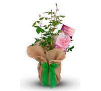 Carbeth Plants Happy Retirement Rose - Gift Wrapped Celebration Plant - Hybrid Tea Garden Rose Bush - Living Outdoor Gift for Retirement Celebrations