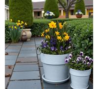 Carbeth Plants Hardy Spring Plant Collection In 9Cm Pots - 6 X Mixed Garden Plants For Seasonal Colour