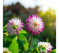 Carbeth Plants Hayley Jane Dahlia 2 X Summer Bulbs - Bright Seasonal Plants For Borders & Pots