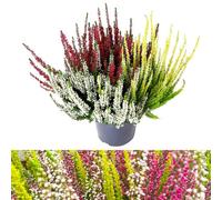 Carbeth Plants Heather Tricolour In 12Cm Pot - Three Calluna Erica Evergreen Plants In One Pot