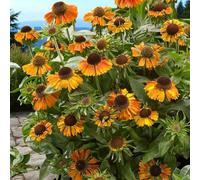 Carbeth Plants Helenium Short And Sassy 1 X 9Cm Pots - Hardy Orange Summer Outdoor Perennial Garden Ready Shrub For Shaded Borders & Containers