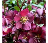 Carbeth Plants Helleborus Hello Red - Deep Red Winter & Early Spring Flowers