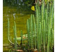 Carbeth Plants Hippuris Vulgaris Pond Plant In 9Cm Pot - Mares Tail Marginal Water Plant - Low Maintenance Easy To Grow