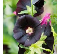 Carbeth Plants Hollyhock Plant - Alcea Rosea Plant In A 13Cm Pot