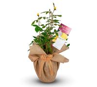 Carbeth Plants Home Sweet Home Yellow Rose Gift Wrapped in 3L Pot