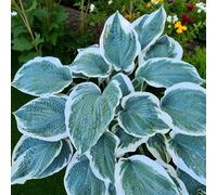 Carbeth Plants Hosta Barbara Ann 3 X 9Cm Pots - Hardy White Summer Outdoor Perennial Garden Ready Shrub For Shaded Borders & Containers