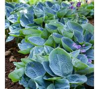 Carbeth Plants Hosta Big Daddy Plant 2 X 2L Pots - Hardy Garden Ready Plantain Lily Herbaceous Perennial Shrub For Shaded Borders & Containers