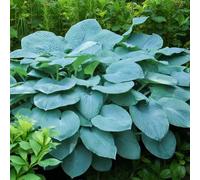 Carbeth Plants Hosta Bressingham Blue Plant 1 X 2L Pot - Outdoor Plantain Lily Hardy Herbaceous Perennial For Shaded Borders & Containers