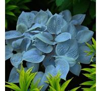 Carbeth Plants Hosta Fragrant Blue Plant 2 X 2L Pots - Hardy Outdoor Plantain Lily Flowering Herbaceous Perennial For Shaded Borders & Containers