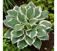 Carbeth Plants Hosta Minuteman 2 X 9Cm Pots - Hardy Lavender Summer Outdoor Perennial Garden Ready Shrub For Shaded Borders & Containers