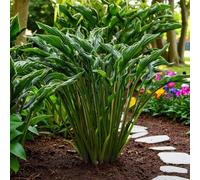 Carbeth Plants Hosta Praying Hands Plant 1 X 2L Pot - Hardy Plantain Lily Garden Ready Herbaceous Perennial For Shaded Borders & Containers