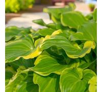 Carbeth Plants Hosta Sugar And Spice Plant 2 X 2L Pots - Ready To Plant Plantain Lily Herbaceous Perennial Shrub For Shaded Borders & Containers