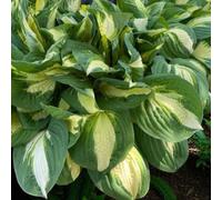 Carbeth Plants Hosta Vulcan Plant 2 X 2L Pots - Hardy Garden Ready Plantain Lily Flowering Herbaceous Perennial For Shaded Borders & Containers